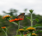2020 09 01 LyndaleParkRoseGarden 016